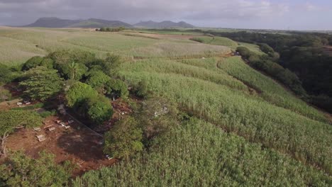 Aerial-shot-of-sugarcane-fields-in-Mauritius