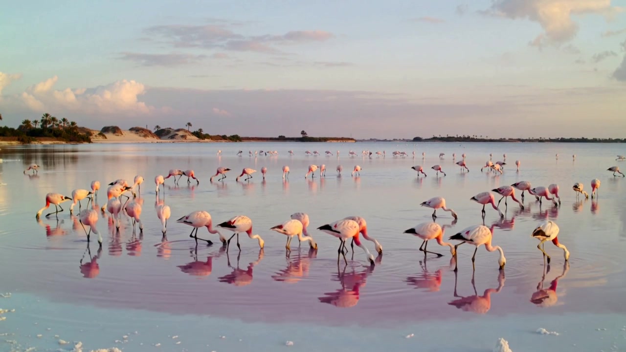 Un groupe de flamants roses détectant de la nourriture, se déplaçant vers le milieu d'un lagon rose peu profond, sondant l'eau avec leurs becs.