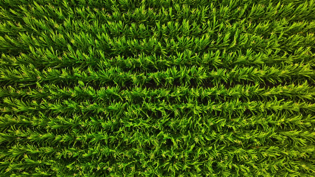 Top down drone shot of lush cornfield swaying under sunlight on calm summer day