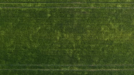drone ascends vertically over english fields showing crops and patterns formed by wind and growth, wind texture