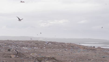 birds flying over rubbish piled on a landfill full of trash