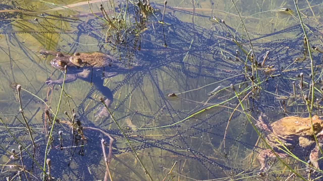 Pond is filled with fresh frog eggs long black strings and in middle there are two frogs cuddling