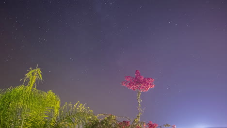 Wunderschöner-Nachthimmel-Im-Zeitraffer-Mit-Sternen,-Die-Sich-Durch-Bäume-Bewegen