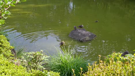 ducks-swimming-in-a-pond-Japanese-style-garden