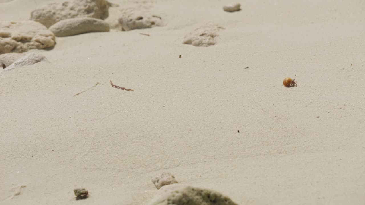 Hermit Crab on a White Sand Beach