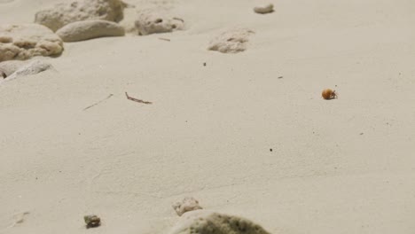 hermit crab on a white sand beach