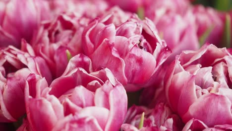 primer plano de los tulipanes rosados