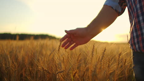 slow motion: farmers hand touches the ear of wheat at sunset. the agriculturist inspects a field of ripe wheat. farmer on a wheat field at sunset. agriculture concept. agricultural business.