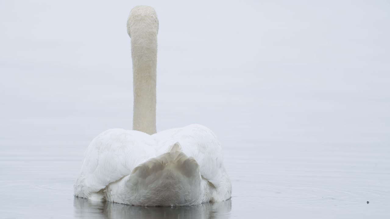 흐린 날에 잔디 수중 근접 촬영을 먹는 야생 음소거 백조