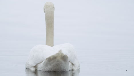 Wild-mute-swan-eating-grass-underwater-closeup-in-overcast-day