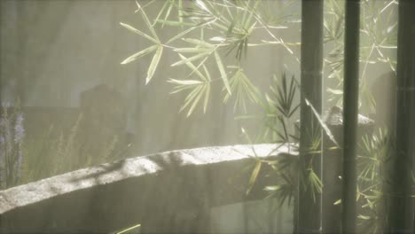 japan bamboo forest and green meadow grass with natural light