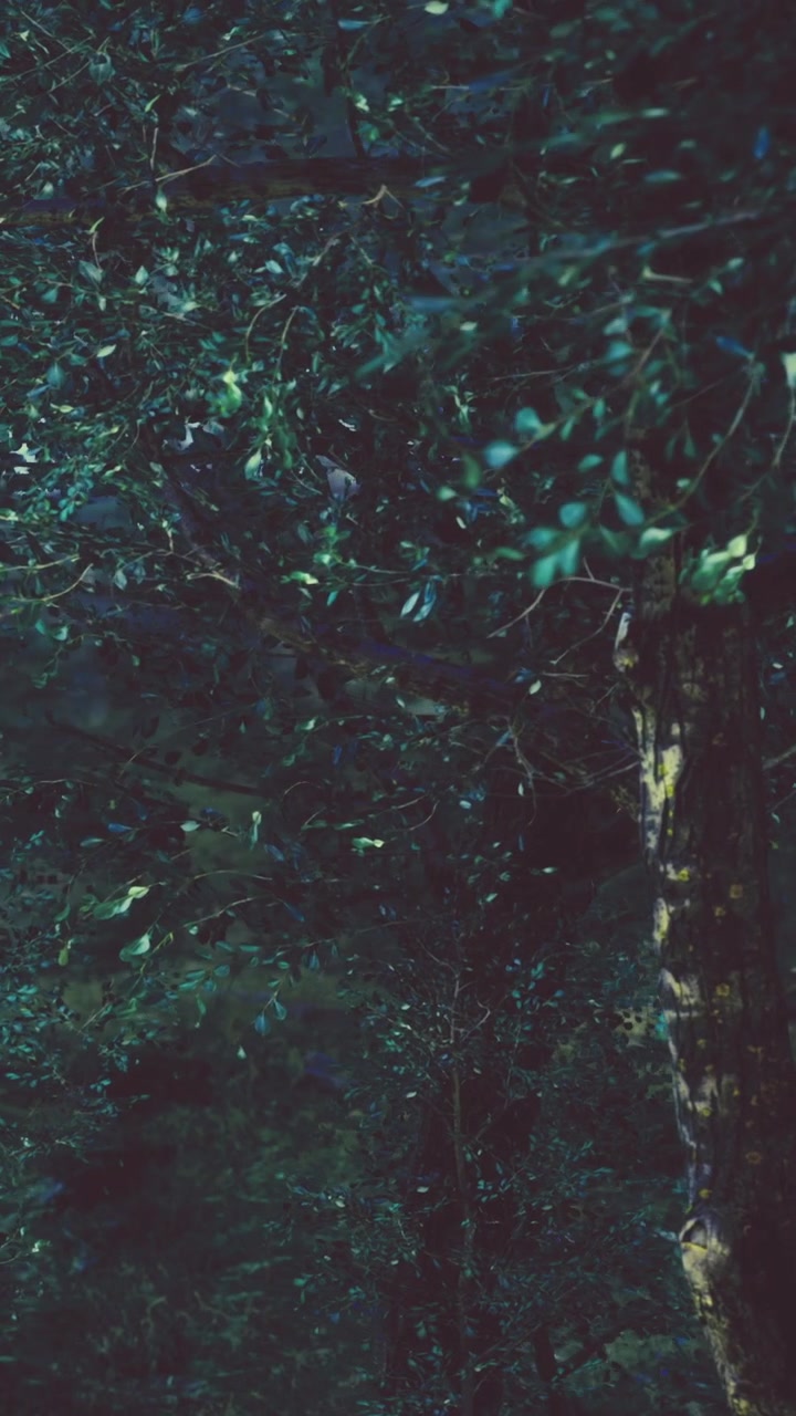 Forest scene showing trees and green foliage at dusk in a quiet area
