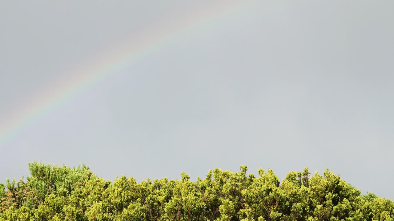 el arco iris aparece por encima del verde y exuberante dosel del bosque.