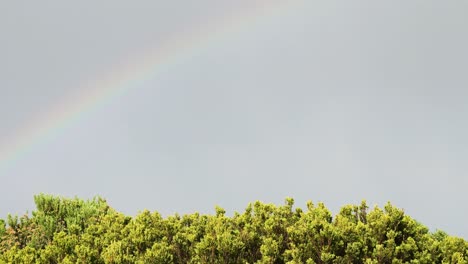 rainbow appears above lush green forest canopy