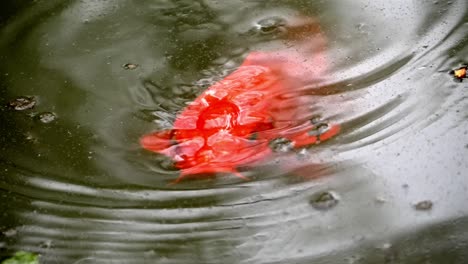 Red-orange-koi-fish-sweeps-open-mouth-below-water-surface-looking-for-food