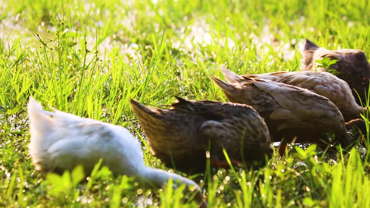 Anatre desi autoctone che sguazzano nella palude in cerca di cibo sotto la luce del sole mattutino.