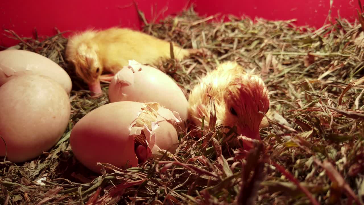 Süße neugeborene Entenküken, Eier, frisch geschlüpftes Entenküken blickt in die Kamera.