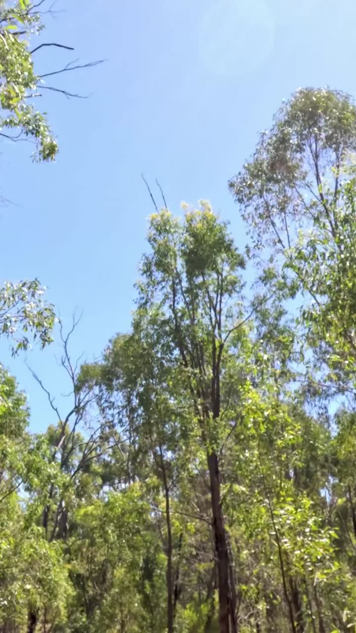 lapso de tiempo de la luz solar que filtra a través de los árboles