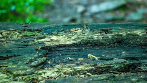 Eine-Rutschige-Schnecke-Gleitet-Im-Zeitraffer-Eines-Waldes-Sanft-über-Einen-Feuchten-Baumstamm,-Während-Andere-Käfer-Kriechen