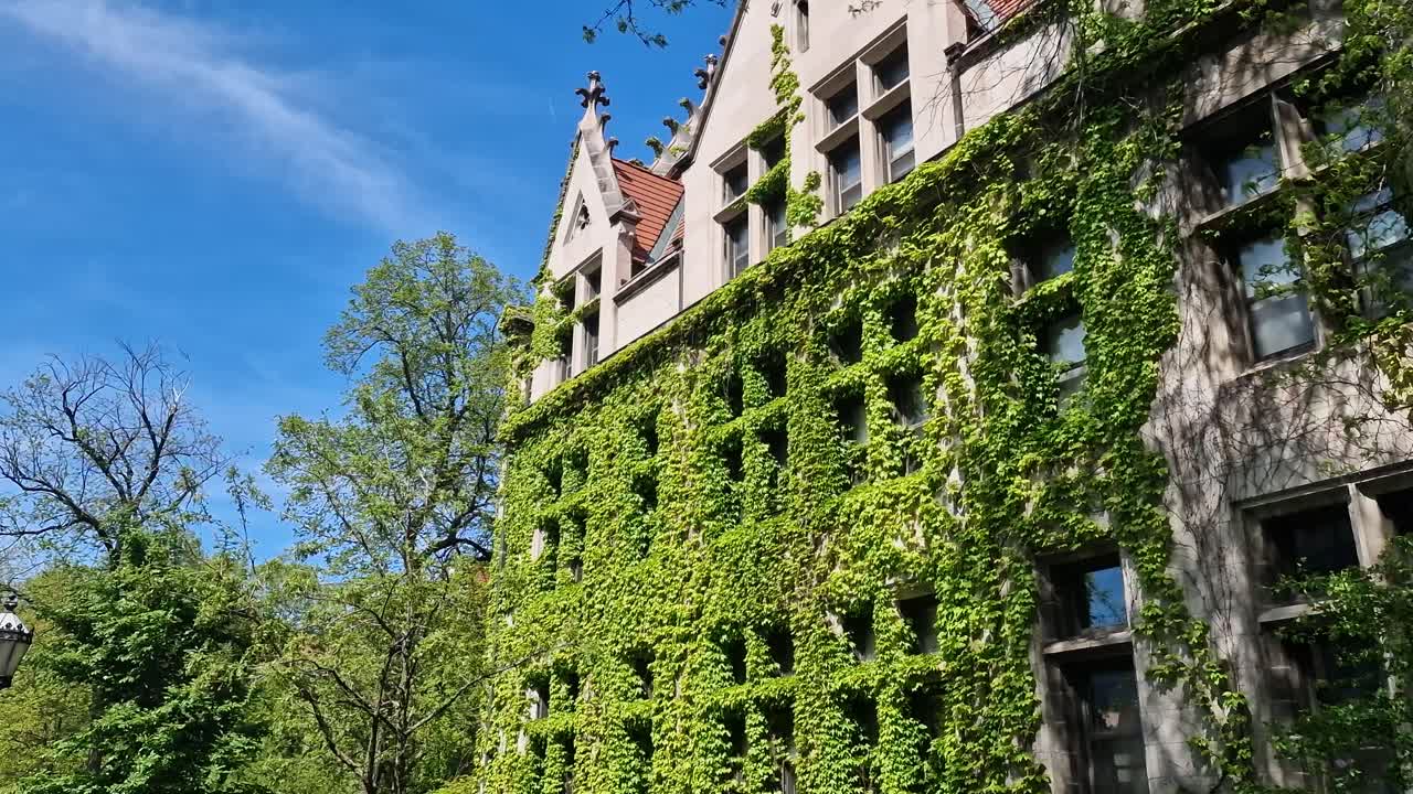 Vines aka Climbing Plants on Walls of Vintage Building in University of Chicago, Illinois USA