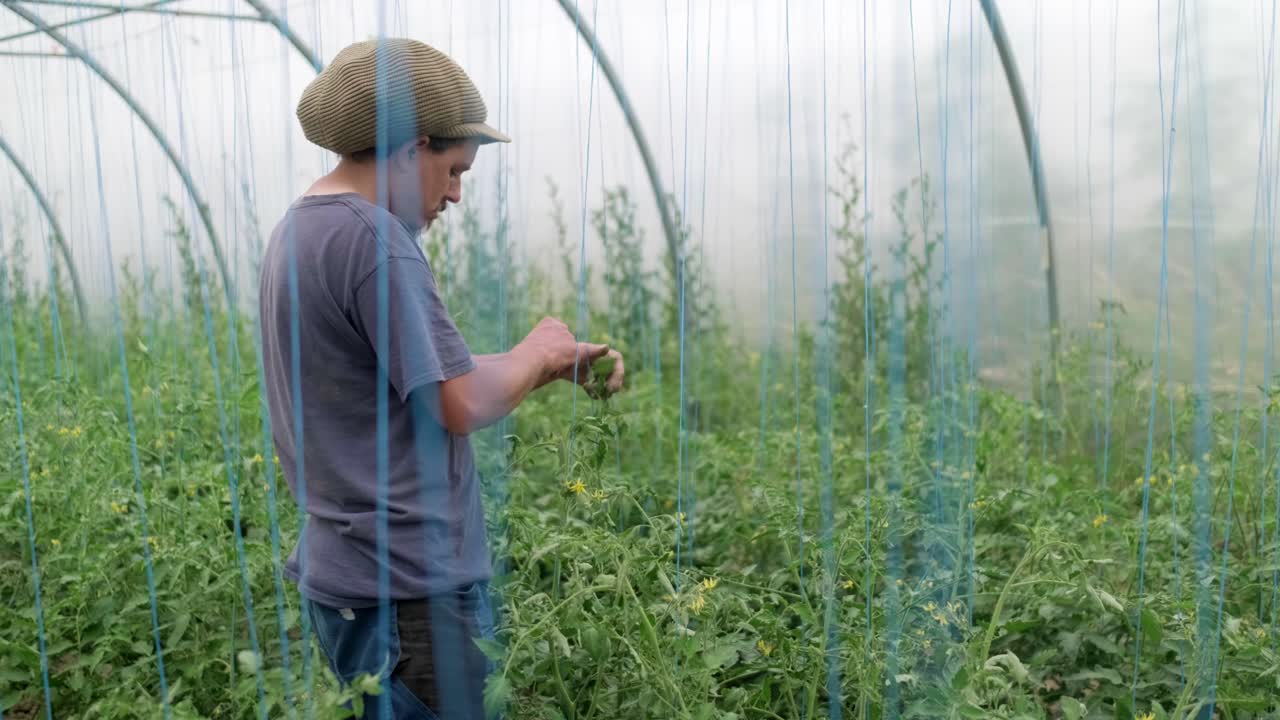 retrato de un agricultor de verduras encadenando plantas de tomate en cámara lenta