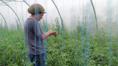 Portrait-Of-A-Vegetable-Farmer-Stringing-Tomato-Plants-In-Slow-Motion