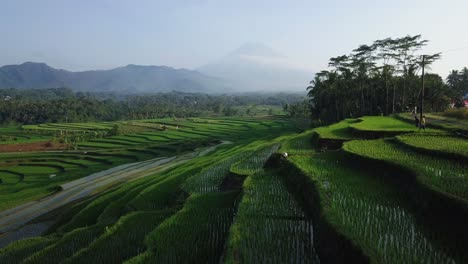 Vista-Aérea-De-Un-Granjero-Caminando-En-Campos-De-Arroz-En-Terrazas-Durante-Un-Hermoso-Día-Soleado-En-Indonesia---Magnífico-Paisaje-Verde-Durante-El-Verano