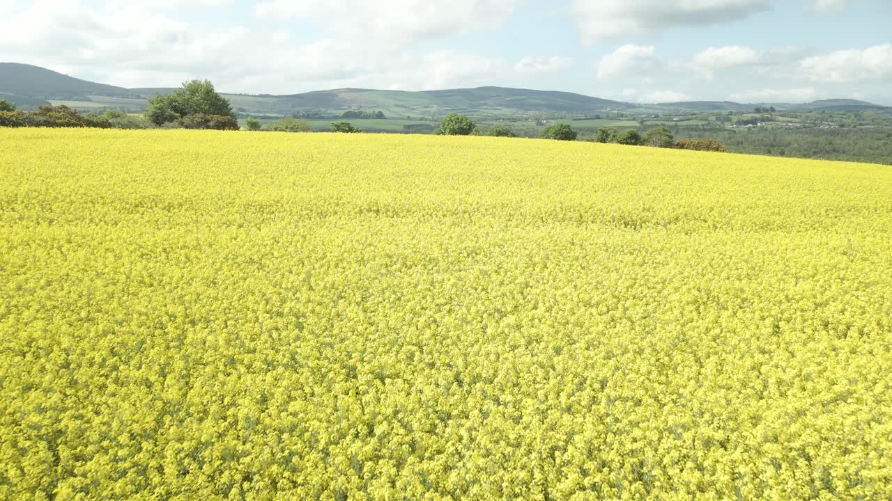 Rigogliosa coltivazione di campi di colza nella campagna di Wexford, Irlanda.