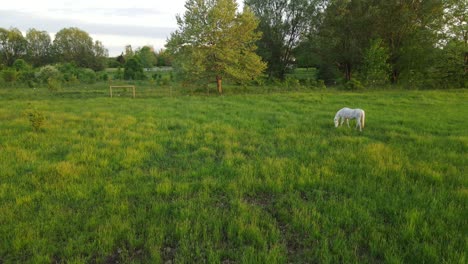 Caballo-árabe-Blanco-Pastando-En-La-Pradera-En-La-Hora-Dorada