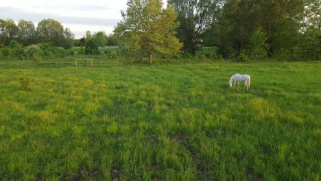 white arabian horse grazing in prairie on golden hour