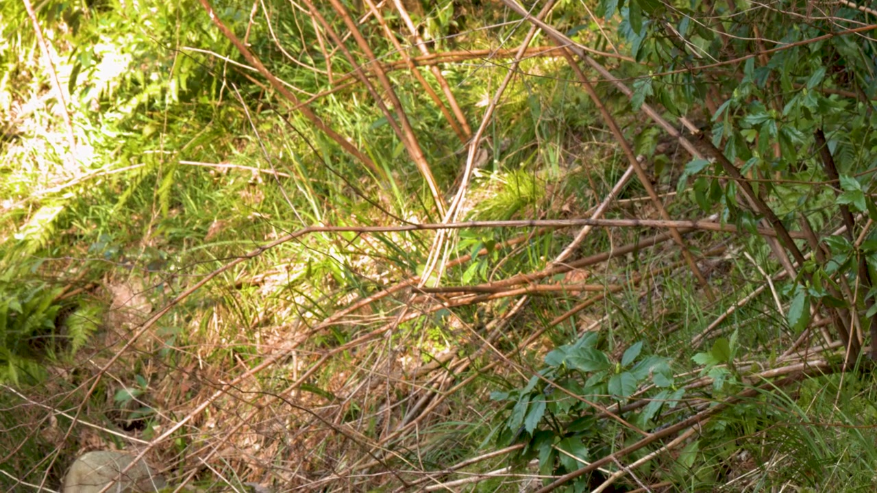 Een witte reiger staat roerloos tussen groene planten en droge takken aan een rivieroever.