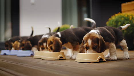 cute beagle puppies have dinner on the veranda at home