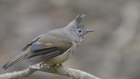 aves raras de nepal