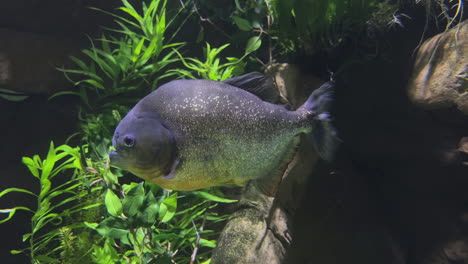 piranha in aquarium