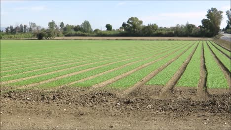 strips of green plants or vegetables in andalusian field. strips of green plants or vegetables in andalusian field. bright sunshine on curious agricultural field layout in autumn sunshine