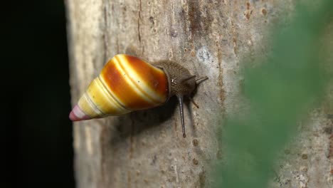 primer plano de un caracol de árbol colorido moviéndose a través de un tronco de árbol en los everglades de florida