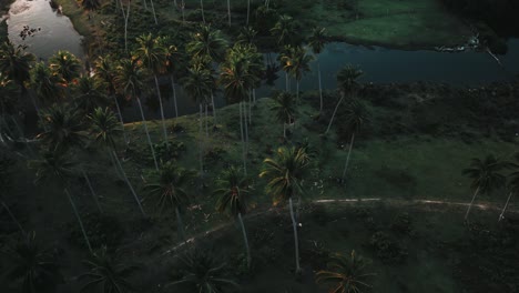 Fly-over-shot-drone-footage-of-palm-trees-and-river-in-evening-sunset-light