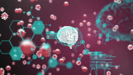 animación de células macro coronavirus covid-19 flotando sobre un cerebro girando con información