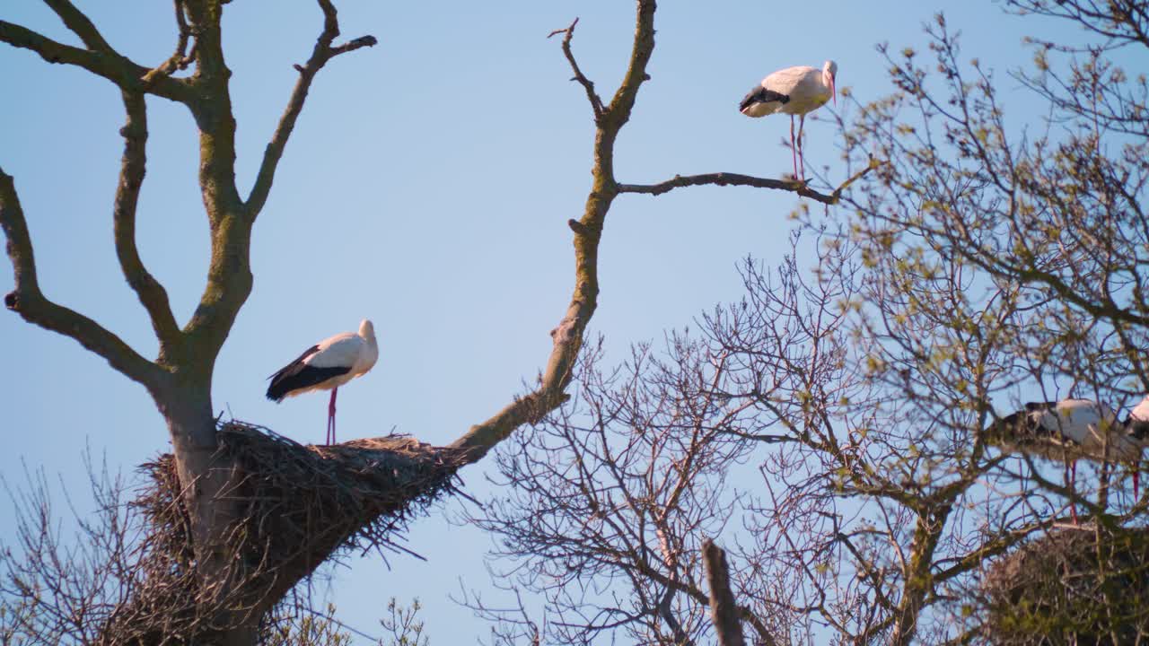 cigüeñas en un entorno natural, encaramado en un árbol, en su nido