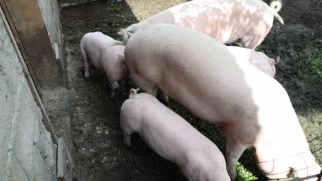 the life of pigs in a piggery on a farm