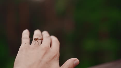 red dragonfly sits down onto man hand on warm summer day