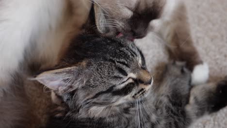 love hope peace help considerate cute happyness two cats taking care of each other