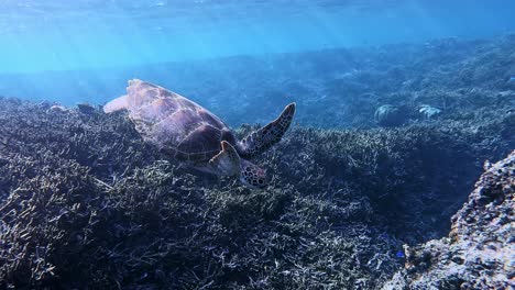 green sea turtle swimming over the coral reefs under the sea