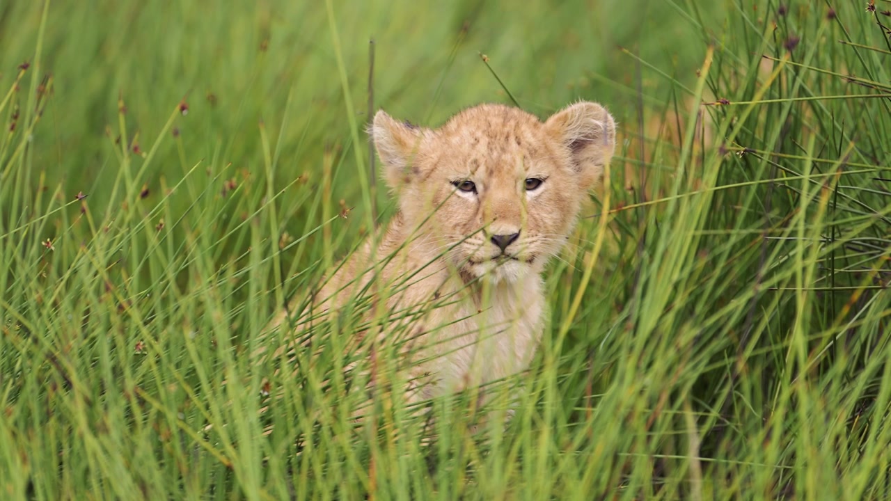 Potret Anak Singa di Serengeti, Tanzania. Satwa Liar dan Bayi Hewan Afrika dalam Safari Afrika. Anak Singa Menggelengkan Kepala di Alang-alang Rawa di Taman Nasional Serengeti.