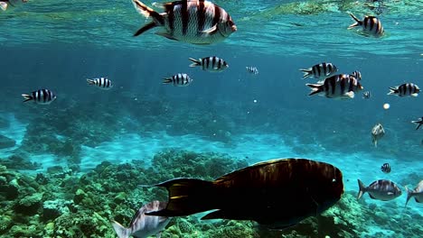 Schule-Von-Scissortail-Sergeants-Mit-Anderen-Rifffischen,-Die-Im-Tropischen-Blauen-Ozean-Schwimmen