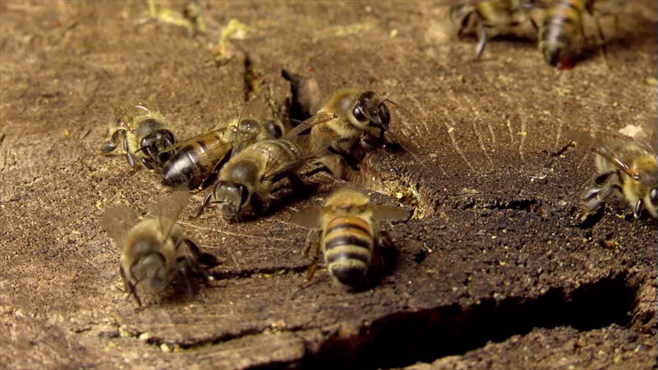 hermoso primer plano de una colonia de abejas silvestres en un tocón de árbol
