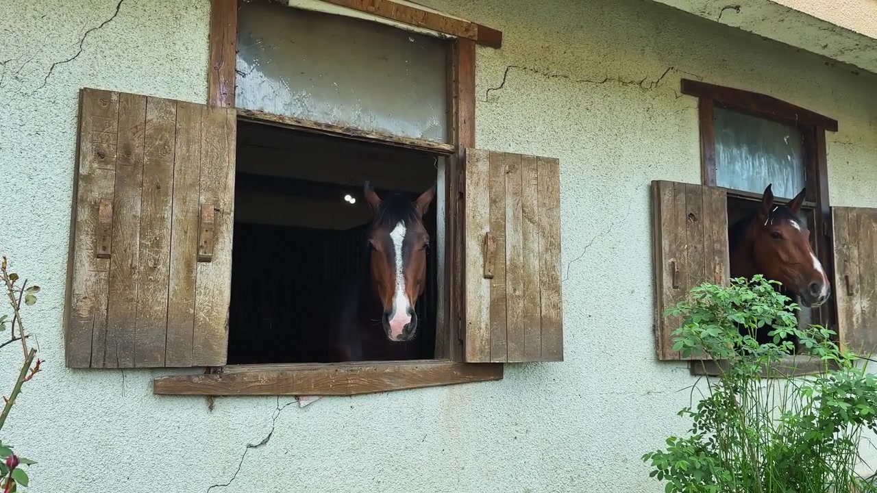 Horses look out from wooden windows at a farm during the day in a rural area with plants nearby