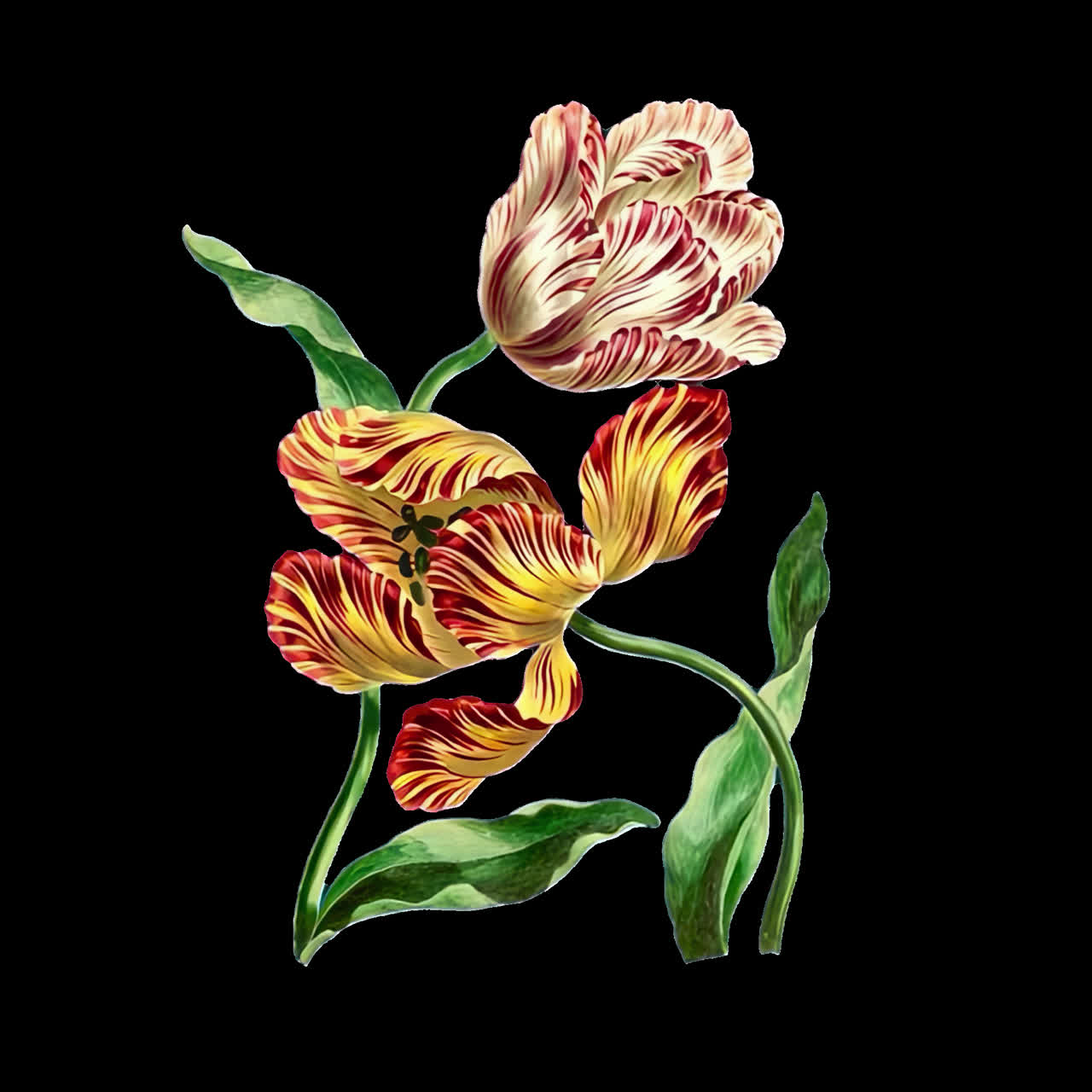 Animação de estampa de arte floral vintage, ativo isolado, vídeo 4K transparente, canal alfa, ProRes 4444