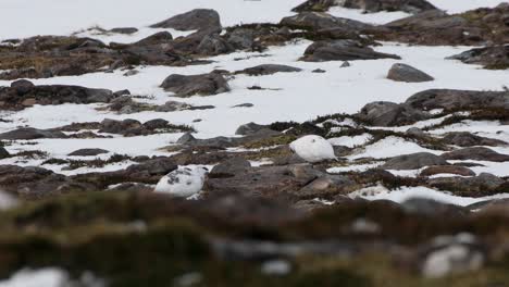 two ptarmigan feeding in rocky mountain landscape with patchy snow in highlands, scotland