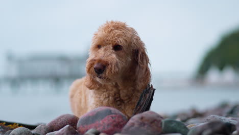 goldendoodle perro masticando mordisquear palo de madera tendido en la playa de guijarros durante las vacaciones de verano - primer plano